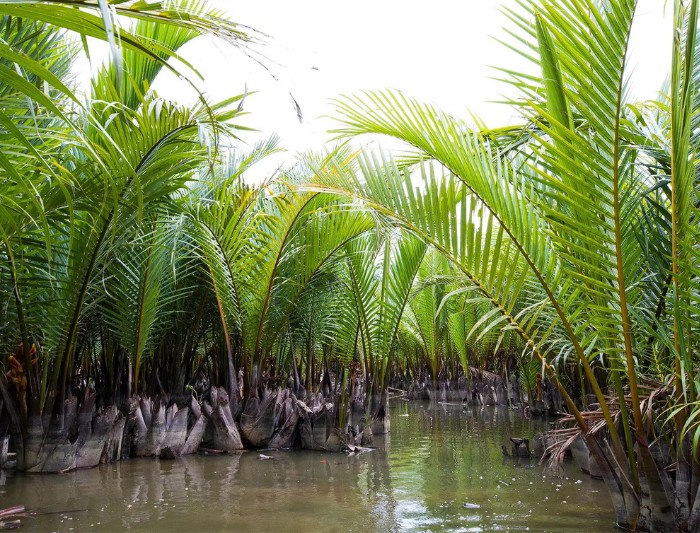 rừng dừa bảy mẫu